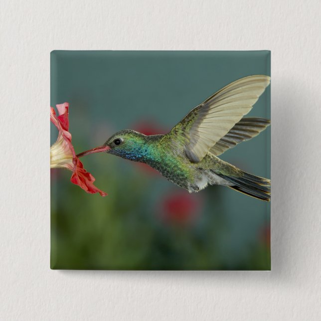 männlich fütternd auf Petunia, Madera Canyon, Ariz Button (Vorderseite)