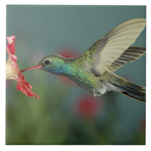männlich fütternd auf Petunia, Madera Canyon, Ariz Fliese