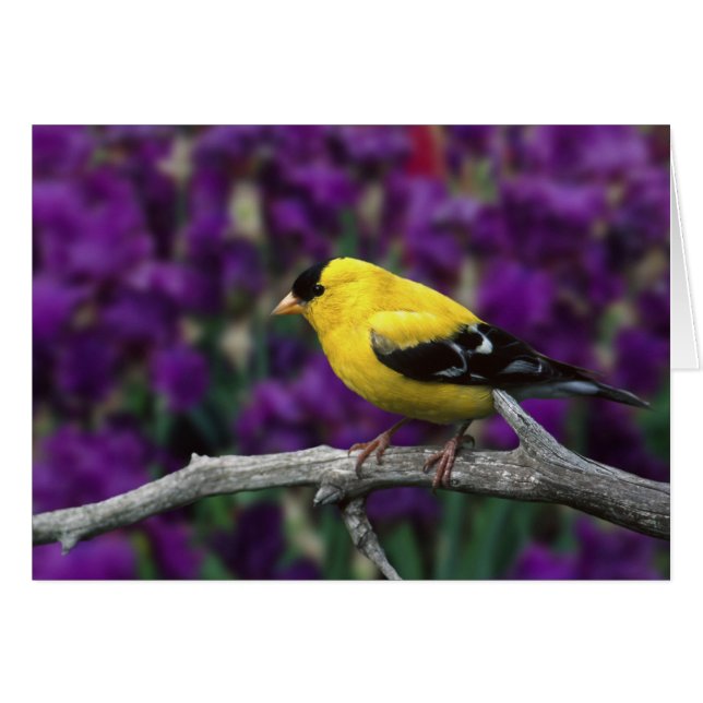 Männlich, Goldfinch im Sommer, (Vorderseite (Horizontal))