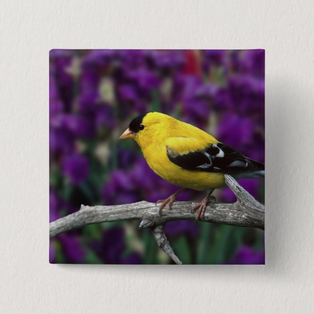 Männlich, Goldfinch im Sommer, Button (Vorderseite)