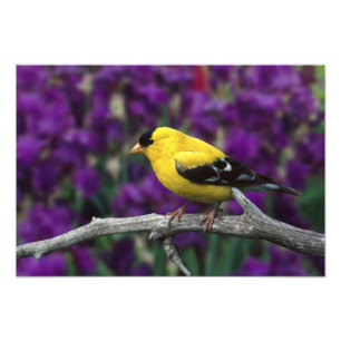Männlich, Goldfinch im Sommer, Fotodruck