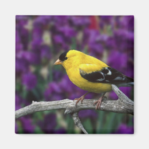 Männlich, Goldfinch im Sommer, Magnet