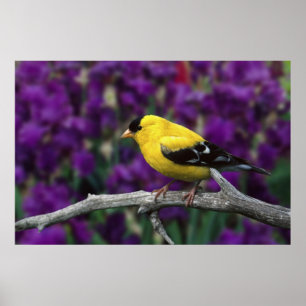 Männlich, Goldfinch im Sommer, Poster