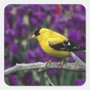 Männlich, Goldfinch im Sommer, Quadratischer Aufkleber