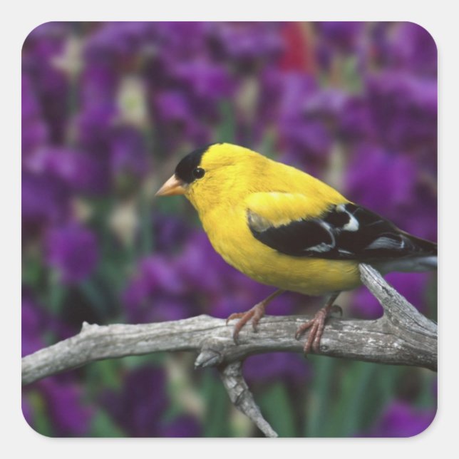 Männlich, Goldfinch im Sommer, Quadratischer Aufkleber (Vorderseite)