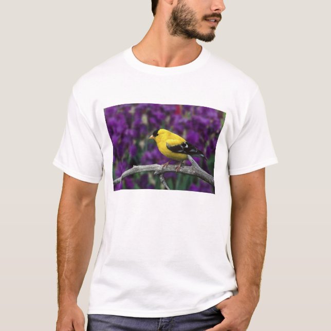 Männlich, Goldfinch im Sommer, T-Shirt (Vorderseite)