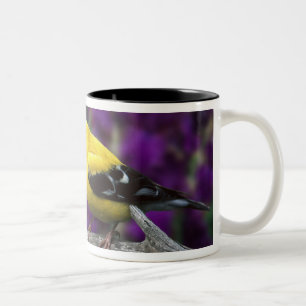 Männlich, Goldfinch im Sommer, Zweifarbige Tasse