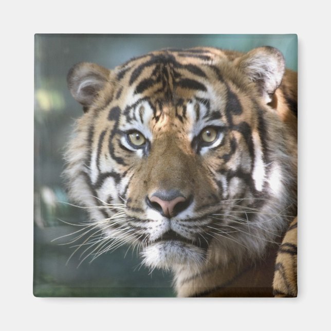 Männlich Sumatran Tiger (Panthera tigris sumatrae) Magnet (Vorne)