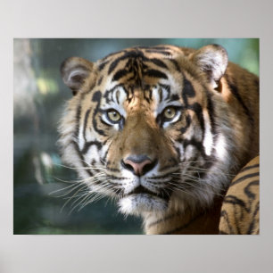 Männlich Sumatran Tiger (Panthera tigris sumatrae) Poster