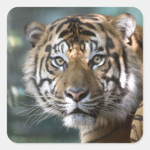 Männlich Sumatran Tiger (Panthera tigris sumatrae) Quadratischer Aufkleber