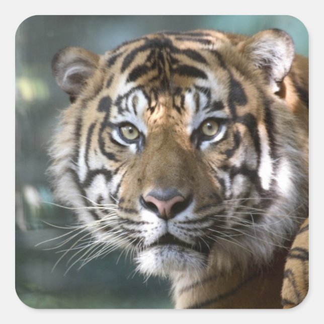 Männlich Sumatran Tiger (Panthera tigris sumatrae) Quadratischer Aufkleber (Vorderseite)