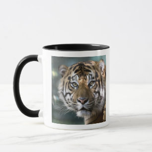 Männlich Sumatran Tiger (Panthera tigris sumatrae) Tasse