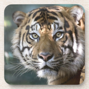 Männlich Sumatran Tiger (Panthera tigris sumatrae) Untersetzer