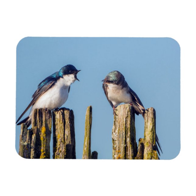 Männlich und weiblich Baumschlucken Magnet (Horizontal)