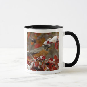 Männliche Amerikanische Rotdrossel in Schwarzdorn Tasse