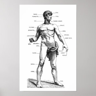 Männliche Anatomie - Front Poster