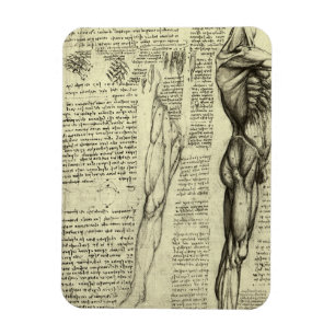 Männliche Anatomie Muskeln von Leonardo da Vinci Magnet