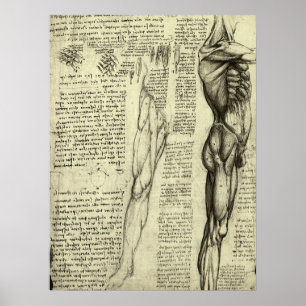 Männliche Anatomie Muskeln von Leonardo da Vinci Poster