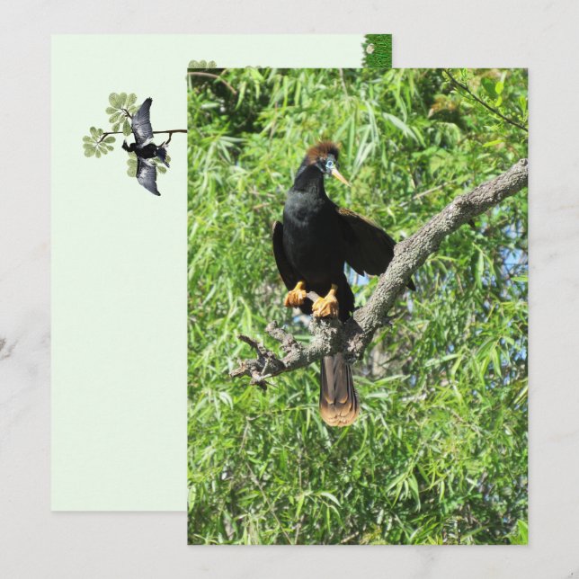 Männliche Anhinga (Schlangenvogel) Flachkarte (Vorne/Hinten)