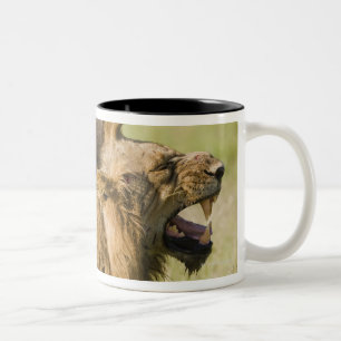 Männliche brüllende Löwen, größerer Kruger Zweifarbige Tasse