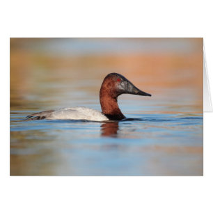 Männliche Canvasback-Ente