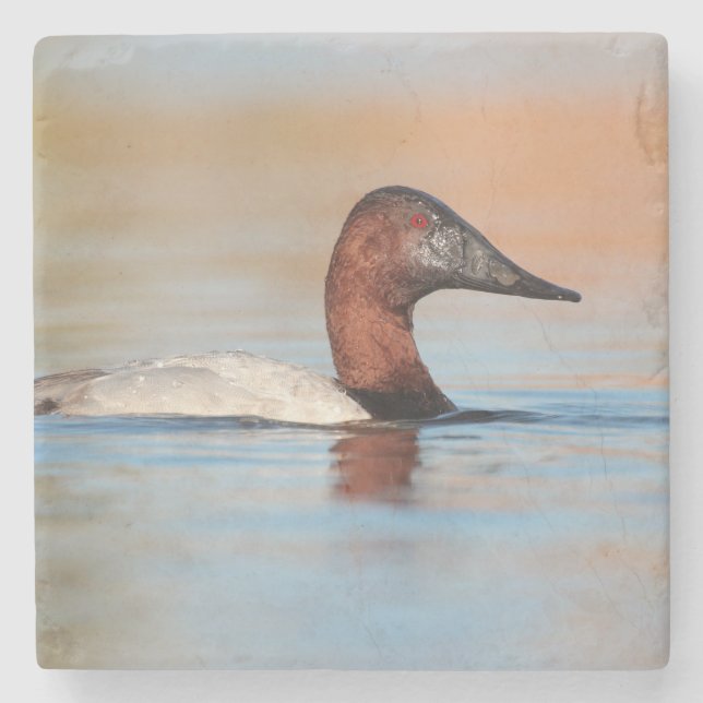 Männliche Canvasback-Ente Steinuntersetzer (Vorderseite)