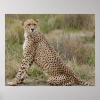 männliche Cheetah, Acinonyx jubatus, Serengeti,