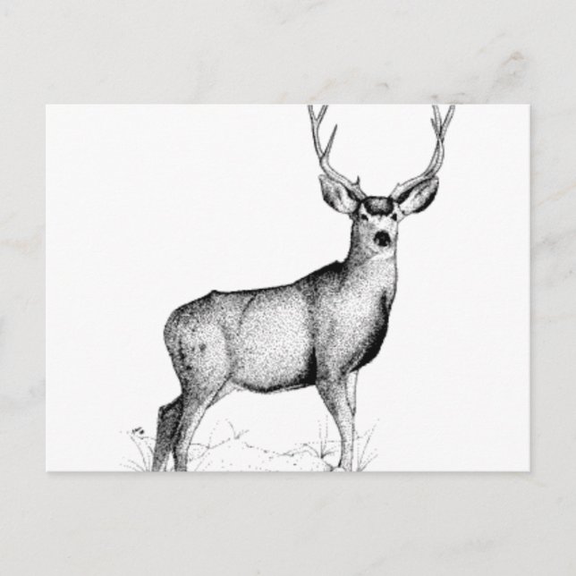 männliche Deergie Postkarte (Vorderseite)
