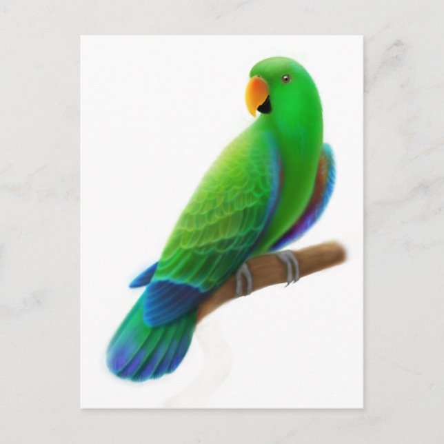 Männliche Eclectus Postkarte (Vorderseite)