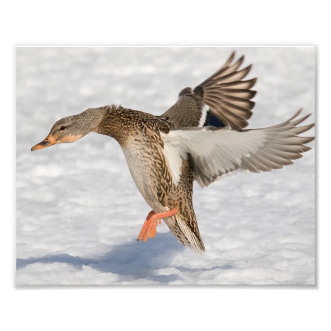 Männliche Ente im Schnee landen Fotodruck (Vorne)