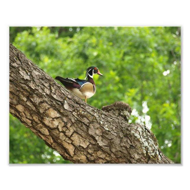 Männliche Holzente am Zweig außerhalb von Nest Fotodruck (Vorne)
