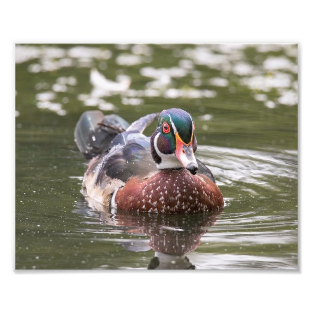Männliche Holzente schwebt einfach neben der Print Fotodruck (Vorne)