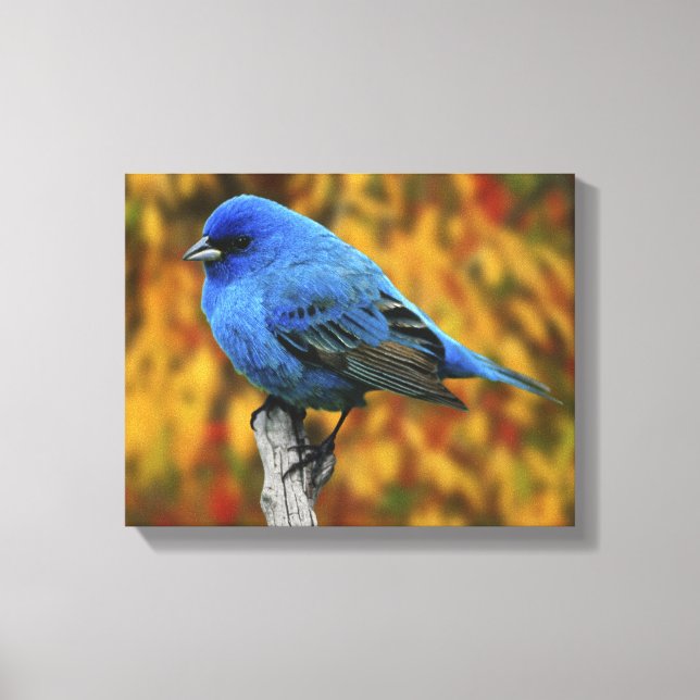 Männliche Indigo Bunting, Passerina cyanea Leinwanddruck (Vorderseite)