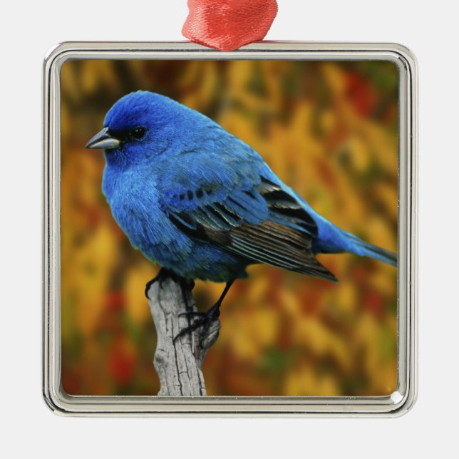Männliche Indigo Bunting, Passerina cyanea Ornament Aus Metall (Vorne)