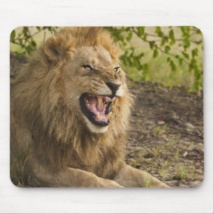 Männliche Löwenschnecke (Panthera leo), Okavango Mousepad