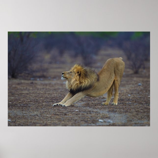 Männliche Löwenstich Panthera Leo Yoga Poster (Vorne)