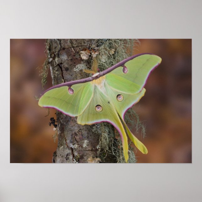 Männliche Luna Seidenmoth aus Nordamerika Poster (Vorne)