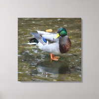 Männliche Mallard Duck in Creek Wrapped Canvas Pri