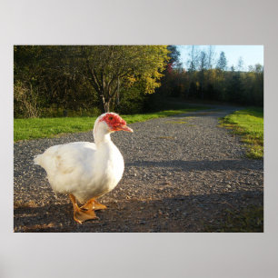 Männliche Muscovy Duck Poster