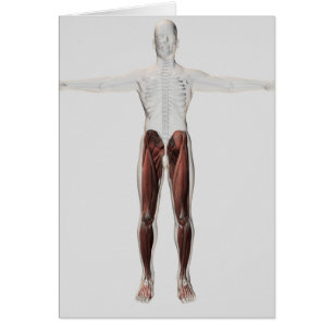 Männliche Muskel-Anatomie der menschlichen Beine,