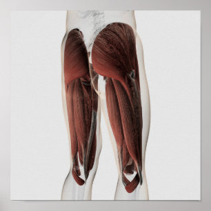 Männliche Muskel-Anatomie der menschlichen Beine 2 Poster