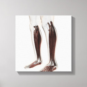 Männliche Muskel-Anatomie der menschlichen Beine, Leinwanddruck