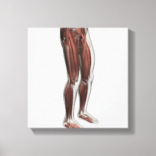 Männliche Muskel-Anatomie der menschlichen Beine, Leinwanddruck