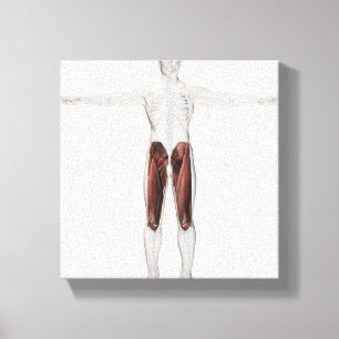 Männliche Muskel-Anatomie der menschlichen Beine, Leinwanddruck