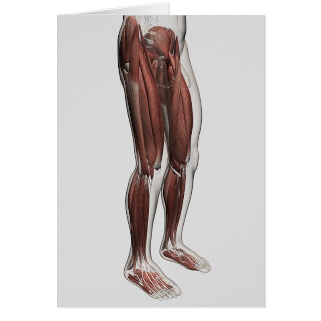 Männliche Muskelanatomie der menschlichen Beine, V (Vorne)