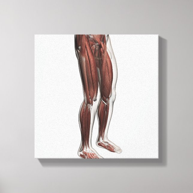 Männliche Muskelanatomie der menschlichen Beine, V Leinwanddruck (Vorderseite)