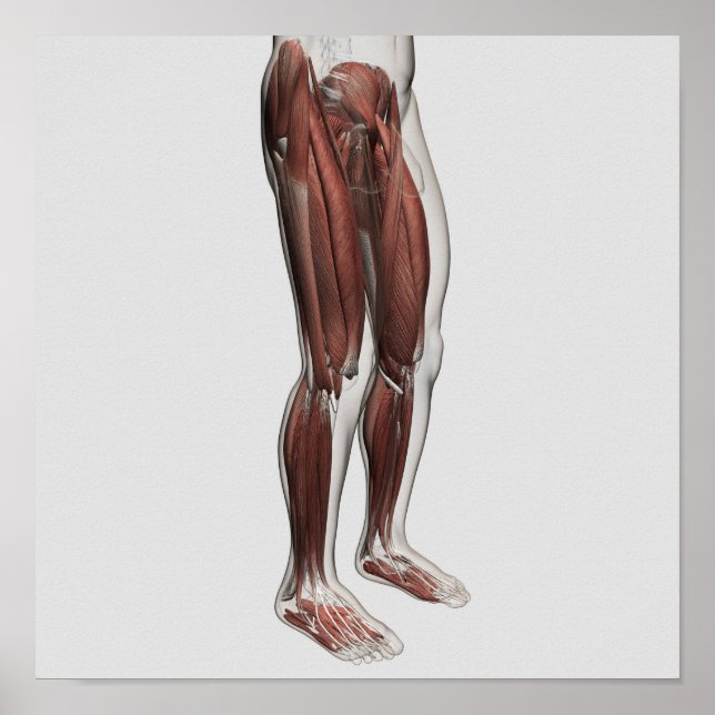 Männliche Muskelanatomie der menschlichen Beine, V Poster (Vorne)