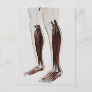 Männliche Muskelanatomie der menschlichen Beine, V Postkarte