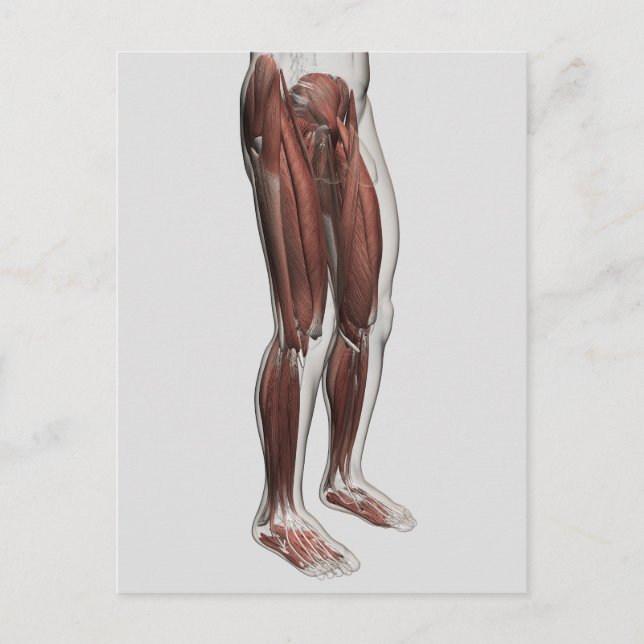 Männliche Muskelanatomie der menschlichen Beine, V Postkarte (Vorderseite)