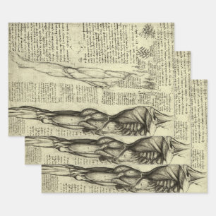 Männliche Muskeln der menschlichen Anatomie von Le Geschenkpapier Set